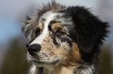 BERGER AUSTRALIEN PUPPIES 417